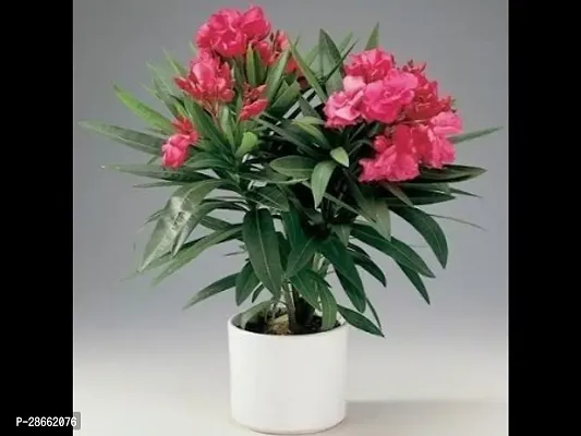 Platone Kaner Plant Kaner_Nerium Oleander (Any Color) - Plant-thumb2