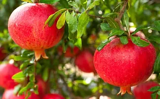 Platone Pomegranate Plant Promogran Fruit Plant (09)-thumb1