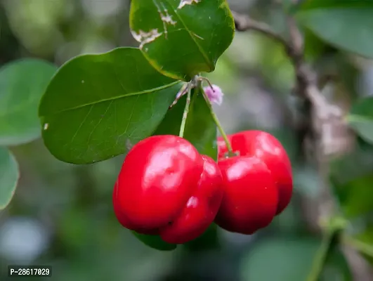 Platone Cherry Fruit Plant KEV