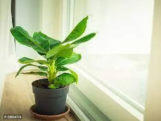 Platone Banana Plant BANANA PLANT DDFF