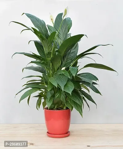 Platone Peace Lily Plant PEACE LILY FLOWER PLANT-P44