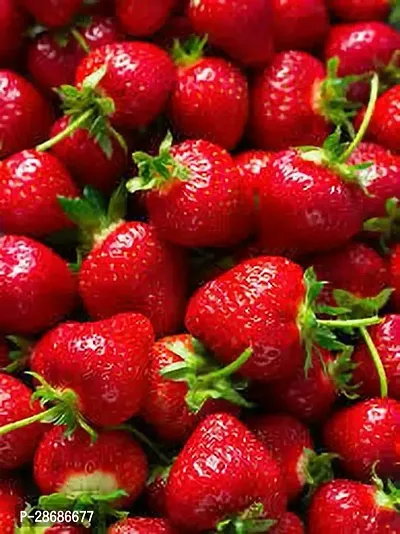 Platone Strawberry Plant STRAWBERRY PLANT QOY