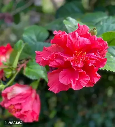 Platone Hibiscus Plant Trothic hibiscus plant