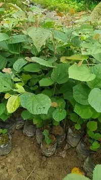 Platone Phalsa Plant Phalsa Falsa Grewia Asiatica Fruit Medicinal 1 Healthy Live Plant For HomeGardenhellip;-thumb2