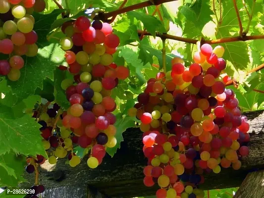 Platone Grape Plant Livegrapes plant22