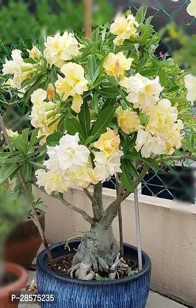 Platone Adenium Plant qt01