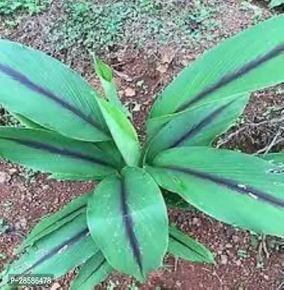 Platone Turmeric Plant kali haldi plant-thumb2