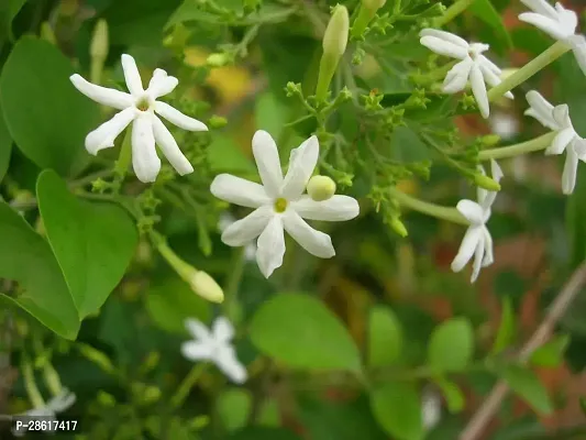 Platone Jasmine Plant Jasmine Plant-thumb0