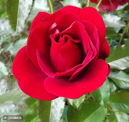 Platone Rose Plant red rose1-thumb0