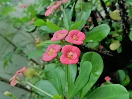 Platone Euphorbia Francoisii Plant EUPHORBIA PLANT EH3-thumb2