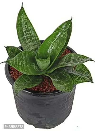 Platone Snake Plant Live Sansevieria Green Small Plant - Air Purify Healthy Plant