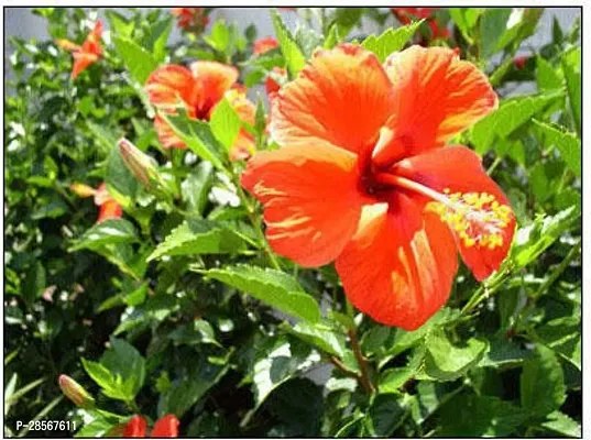 Platone Hibiscus Plant hibiscus plant 723