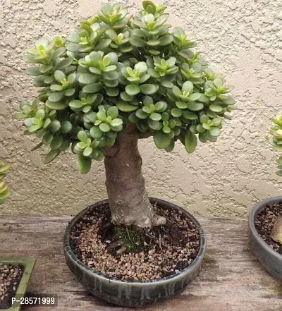 Platone Jade Plant JADE PLANT M3