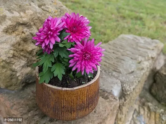 Platone Chrysanthemums Guldavari Plant Chrysanthemum Plant