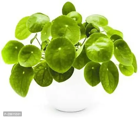 Platone Pliea Pepermioides Chinese Money Plant 01