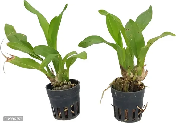 Platone Orchid Plant Grammatophyllum (Scriptum var. Citrinum and Scriptum var. Leopard) Combo Seedling Size