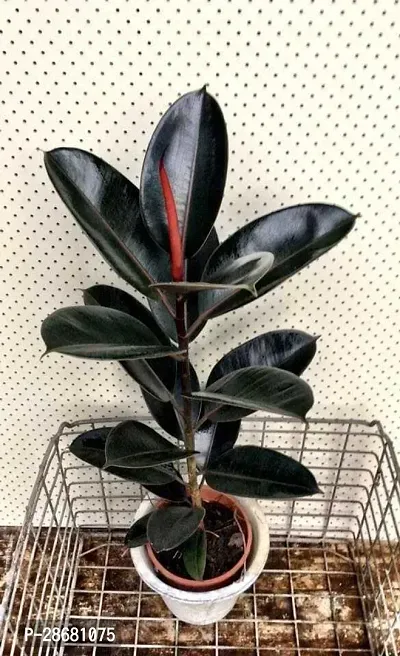 Platone Rubber Tree rubber r10-thumb0