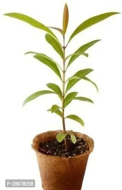 Platone Jamun Plant Jamun Fruit Plant With Pot-thumb0