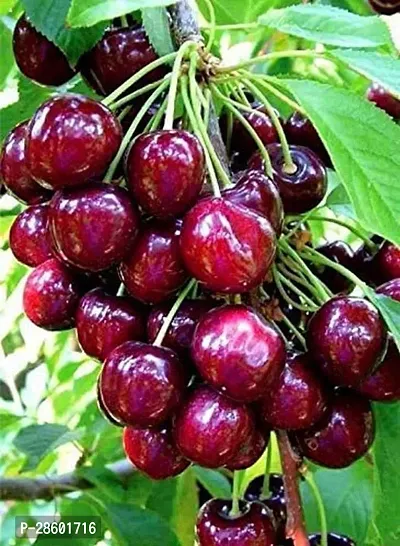 Platone Cherry Fruit Plant cherry36-thumb0