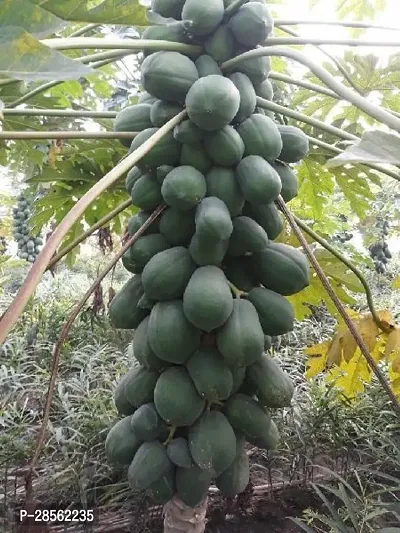 Platone Papaya Plant Hybrid_Papaya13