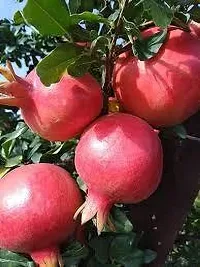 Platone Pomegranate Plant BEDANA PLANT TTR-thumb1