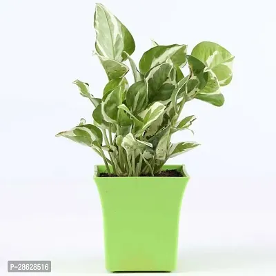 Platone Money Plant Money Plant-54-thumb0