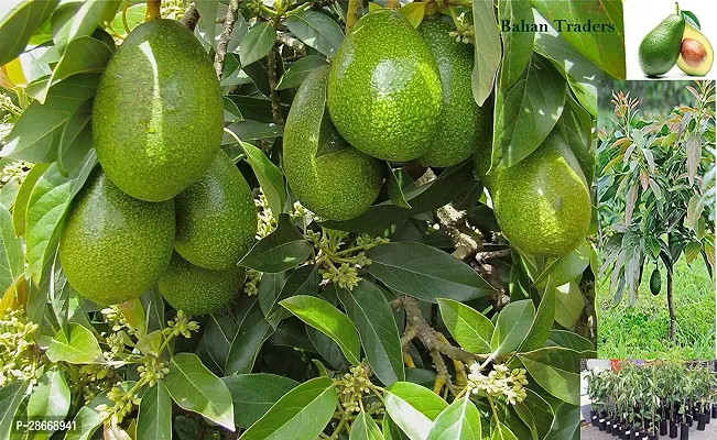 Platone Avocado Plant VOCADO20-thumb0