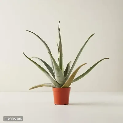 Platone Aloe Vera Plant Aloe Vera Plant CF000110