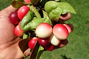 Platone Berry Plant Carissa CarandasKarmocha-thumb1