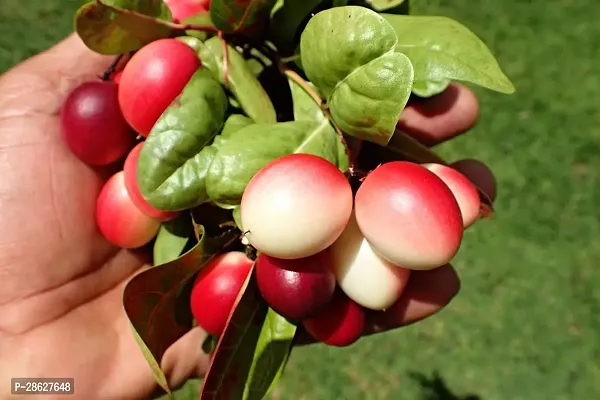 Platone Berry Plant Carissa CarandasKarmocha-thumb2