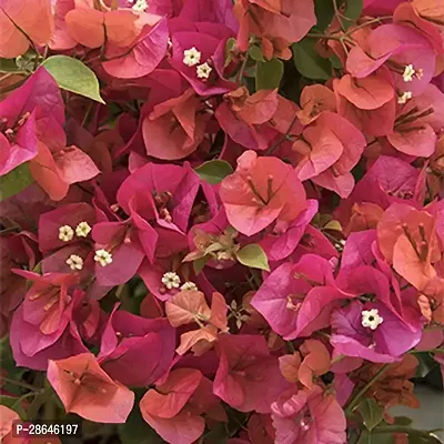 Platone Bougainvillea Plant HVLIVE_227-thumb0