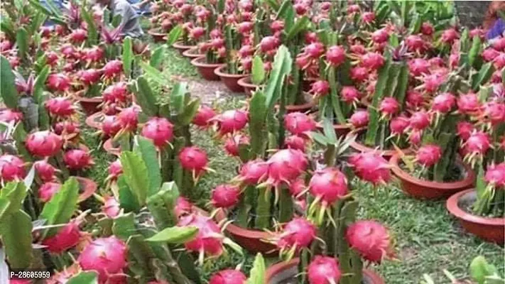 Platone Dragon Tree Red Dragon Fruit Sapling v6