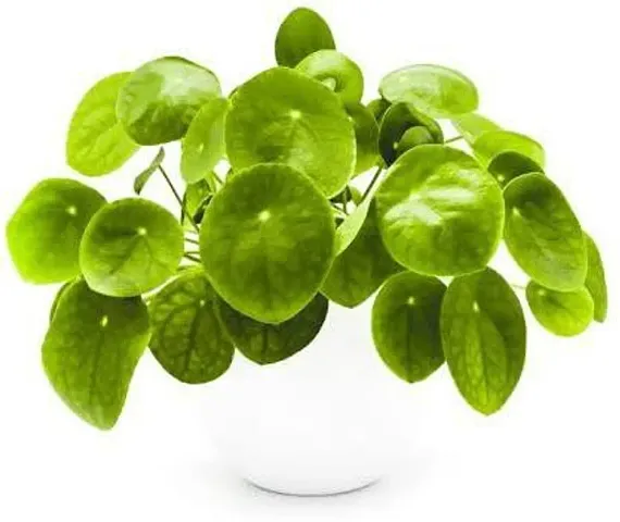 New Arrival Plant & Planters 