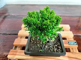 Platone Madhu Kamini Plant Madhukamini Mini Rare Bonsai Plants | Indoor Real Bonsai Live Plants-thumb1