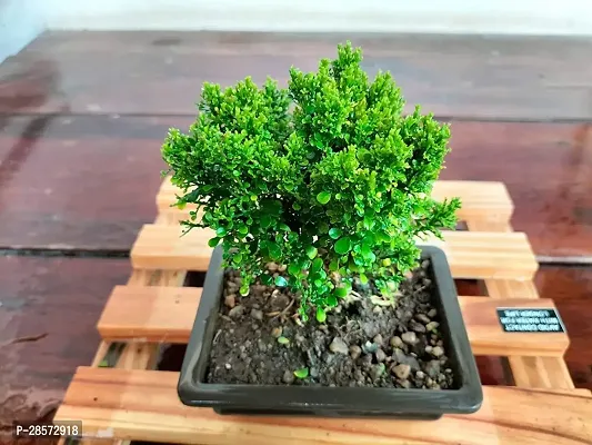 Platone Madhu Kamini Plant Madhukamini Mini Rare Bonsai Plants | Indoor Real Bonsai Live Plants-thumb2