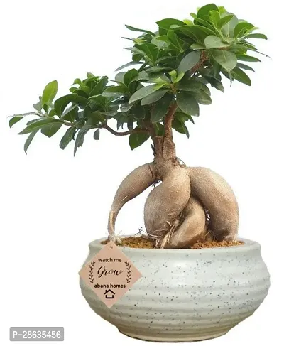 Platone Ficus Plant bonfic30