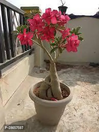 Platone Adenium Plant adenium plant 7012