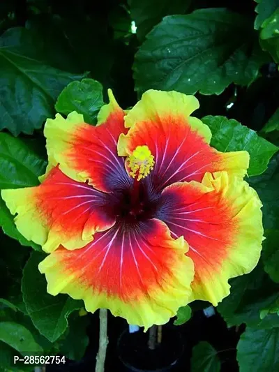 Platone Hibiscus Plant hibiscus plant 8027