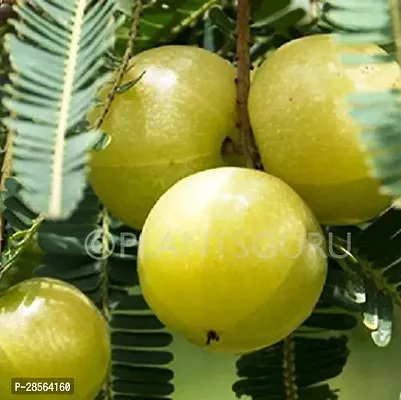 Platone Amla Plant AMLA-01-thumb0