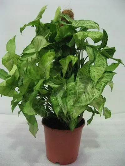 Hot Selling Plant & Planters 