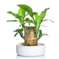 Brazil Bamboo Long Live Plant without Pot-thumb1