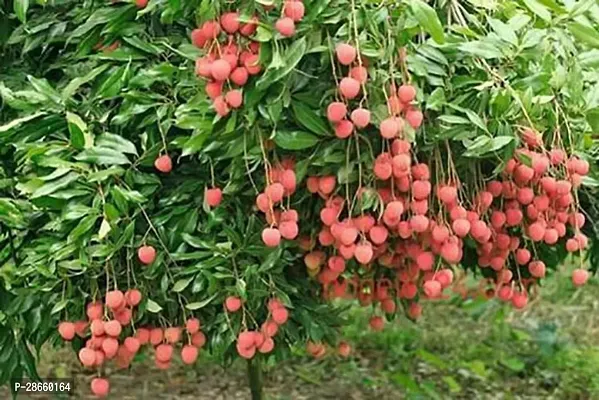 Platone Litchi Plant Gardens Rare Exotic Dwarf Lychee Litchi Fruit Plant, 1 Layering Live Plant-thumb0