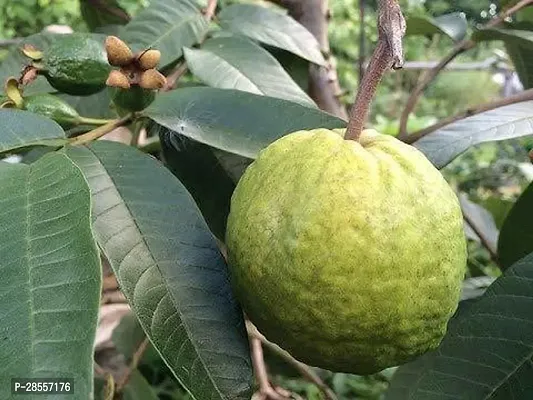 Platone Guava Plant aaravGauva!45-thumb2