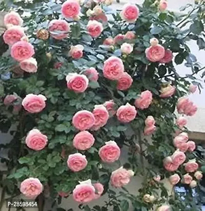 Platone Rose Plant 162