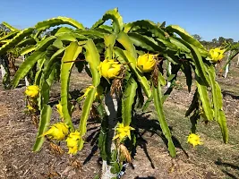 Platone Dragon Tree Red, YellowWhite dragon plant-thumb2