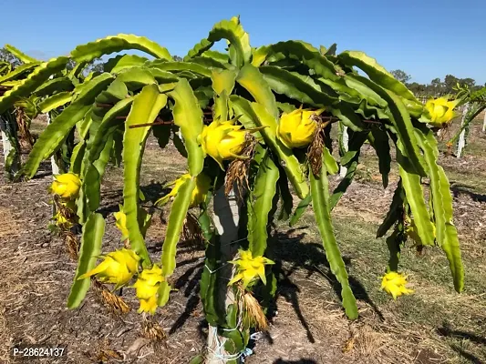 Platone Dragon Tree Red, YellowWhite dragon plant-thumb3