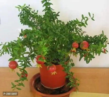 Platone Pomegranate Plant Hybrid Anar 7