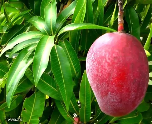 Platone Mango Plant Irwin Hybrid Mango PlantIG186-thumb0