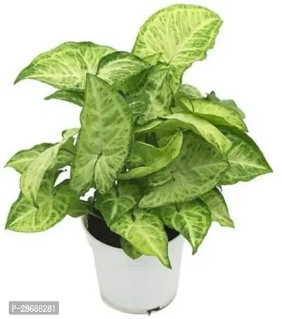 Platone Syngonium Plant syn_02 s