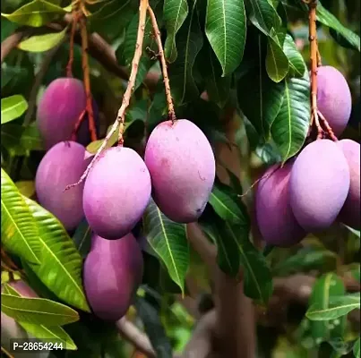 Platone Mango Plant UUi9-Mango Plant